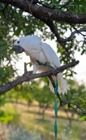 Vand Kakadu alb extrem de bland - 2 ani - imagine 2