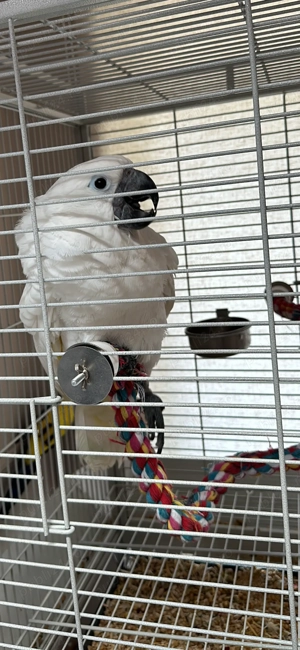 Vand Kakadu alb extrem de bland - 2 ani - imagine 5