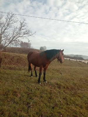 Cal bun de ham de vânzare 