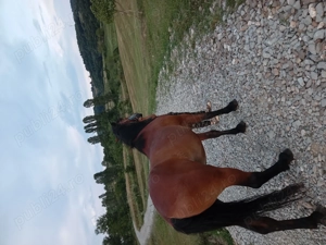 Cal bun de ham de vânzare  - imagine 3