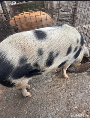 purcele de vanzare - imagine 2