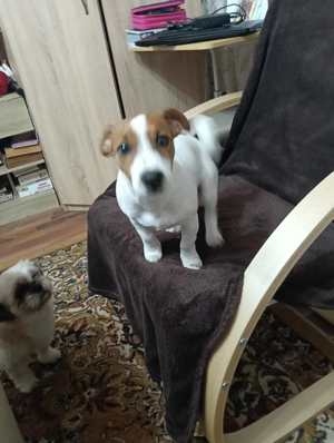 Jack Russel Terier Macul - imagine 3