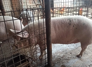 Porci de vanzare crescuti cu furaj natural - imagine 2