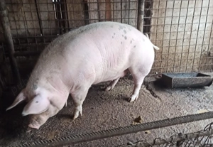 Porci de vanzare crescuti cu furaj natural