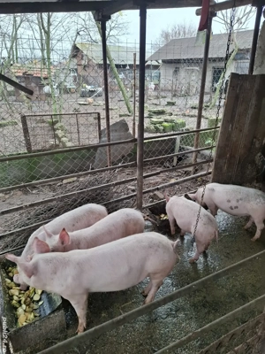 vând purceii - imagine 2