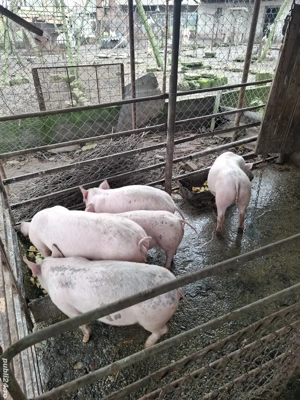 vând purceii - imagine 4