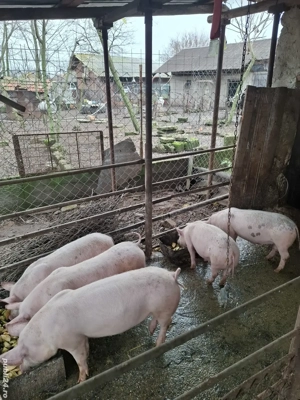 vând purceii - imagine 5