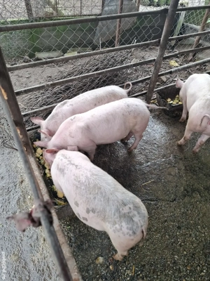 vând purceii - imagine 3