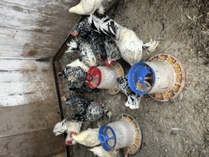 Vând cocoși și găini pitice  - imagine 2