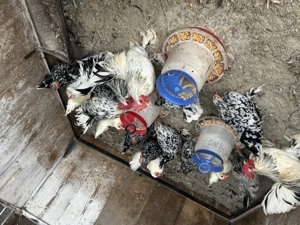 Vând cocoși și găini pitice 