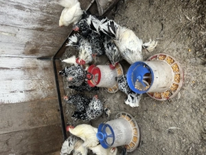 Vând cocoși și găini pitice  - imagine 3