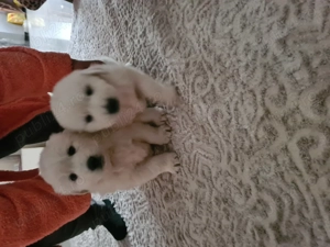 Catei golden retriever