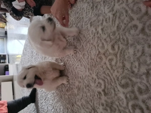 Catei golden retriever - imagine 2