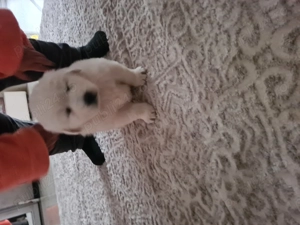 Catei golden retriever - imagine 3