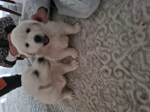 Catei golden retriever - imagine 4