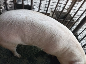 Porci de vânzare 