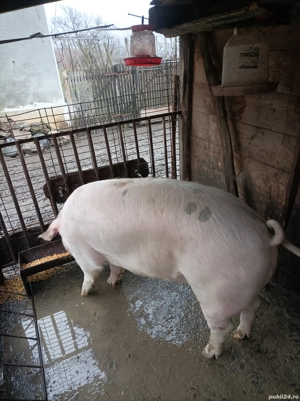 Porci de vânzare  - imagine 5