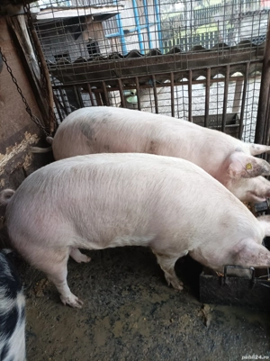 Porci de vânzare  - imagine 3