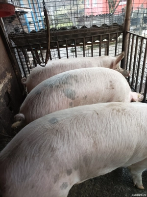 Porci de vânzare  - imagine 4