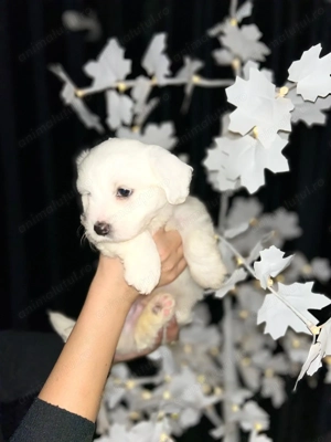 Bichon malteze mini Toy  - imagine 2