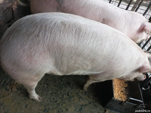 Porci de vânzare  - imagine 2
