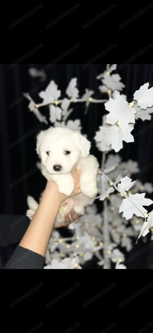 Bichon malteze mini Toy  - imagine 3
