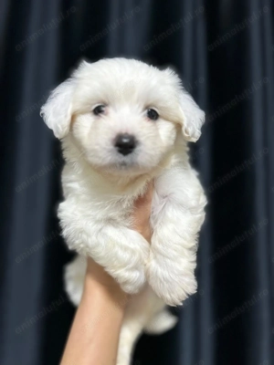 Bichon malteze mini Toy 