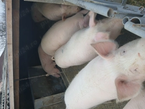 Porci grasi - imagine 2