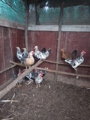 Găinuși și cocoșei de munte!