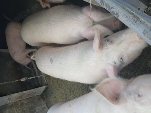 Porci grasi - imagine 3