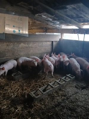 Grăsuni de vânzare  - imagine 3