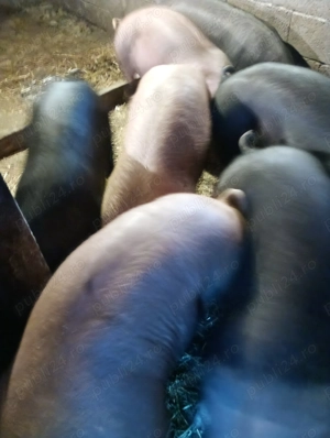 Porci de vanzare - imagine 4