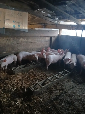 Grăsuni de vânzare  - imagine 4