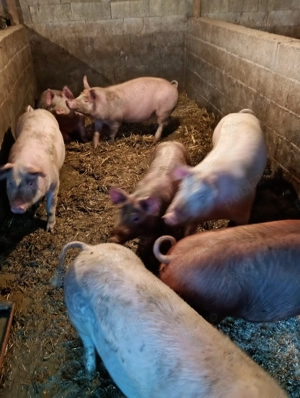 Porci de vanzare - imagine 2