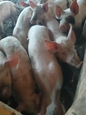 Grăsuni de vânzare  - imagine 5