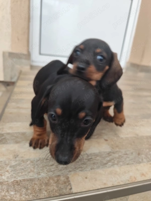 Cățeluse teckel - imagine 4