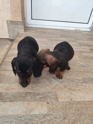 Cățeluse teckel - imagine 5