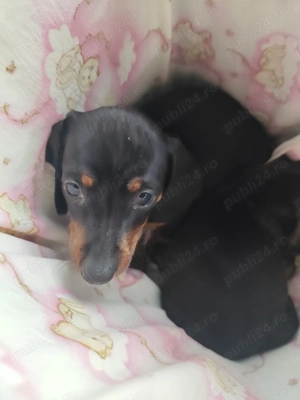 Cățeluse teckel - imagine 3