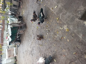 Rațe lesesti de vânzare  - imagine 2