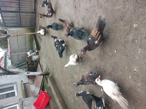 Rațe lesesti de vânzare 