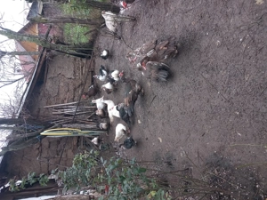 Rațe lesesti de vânzare  - imagine 5