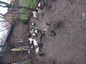 Rațe lesesti de vânzare  - imagine 4