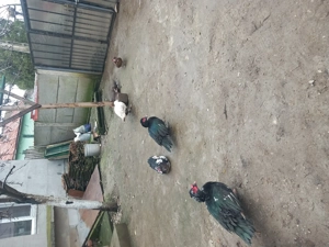 Rațe lesesti de vânzare  - imagine 3