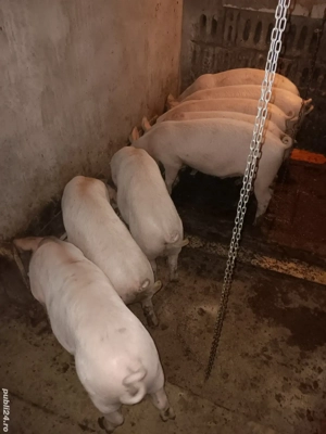 Șoldani de vânzare. 