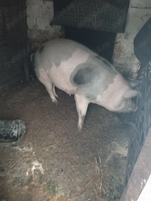 De vânzare porc sau purcea la alegere  - imagine 2