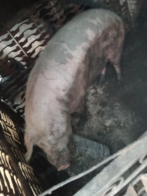De vânzare porc sau purcea la alegere  - imagine 4