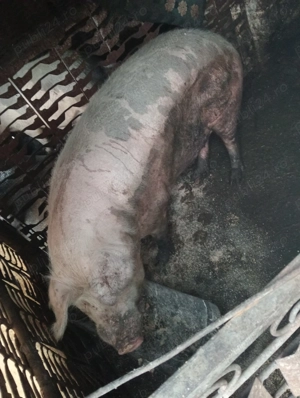 De vânzare porc sau purcea la alegere  - imagine 5