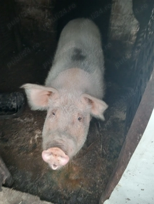 De vânzare porc sau purcea la alegere  - imagine 3