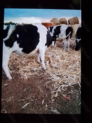 Vacă Bălțata Românească ce fată în trei săptămâni.  - imagine 3