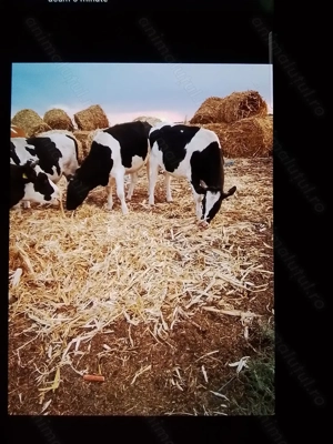 Vacă Bălțata Românească ce fată în trei săptămâni.  - imagine 4